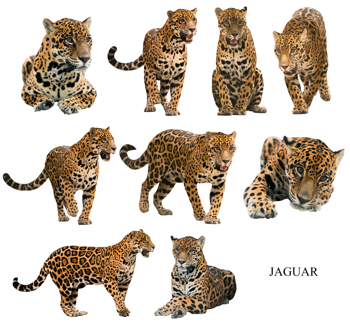 動物画像無料 元のヒョウ チーター ジャガー ピューマ
